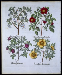 バラ、プレート98、Hortus EystettensisによるBasil Besler（1561-1629）pub。 1613（手描きの彫刻）