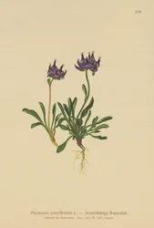 丸頭のランピオン（Phyteuma pauciflorum、Rapunculus pauciflorus、Phyteuma globulariifolium）