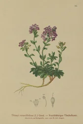 ラウンドリーブドペニークレス（Thlaspi rotundifolium、Noccaea rotundifolia、Thlaspi cepaeifolium subsp。rotundifolium）