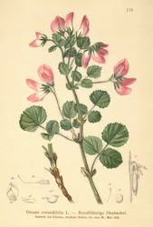 ラウンドリーブドRestharrow（Ononis rotundifolia、Ononis tribracteata）