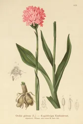 丸い頭の蘭（Orchis globosa、Traunsteinera globosa）