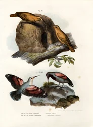Rufous Hornero、1864