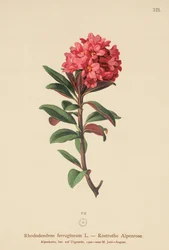 さびた葉のアルペンローズ（Rhododendron ferrugineum）