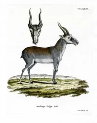 Saiga (カラー・エングレービング)