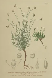 Sandwort（Moehringia glaucovirens、Möhringiaglaucovirens、Möhringiaglauca、Moehringia glauca、Arenaria glaucovirens）