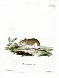 Sandy Mole Rat (彩色済み彫刻)