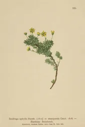 Saxifraga（Saxifraga aphylla、Saxifraga stenopetala）