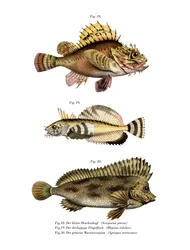 サソリの魚