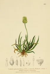 スコットランドのアスフォデル（Tofieldia calyculata、Tofieldia palustris、Tofieldia borealis、Tofieldia pusilla）