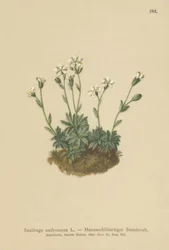 Scree Saxifrage（Saxifraga androsacea）