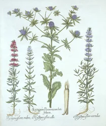 海のホリーとHortus Eystettensisからの3種類のヒソップ、バジルベスラー（1561-1629）、パブ。 1613（手塗りの彫刻）