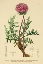 セラトゥラ（Serratula heleniifolium）