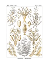 セルトゥラリア、1899-1904
