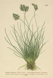 セスレリア（Sesleria disticha、Oreochloa disticha）