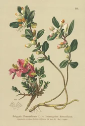 低木ミルクウォート（Polygala Chamaebuxus）