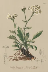 銀色のノコギリソウ（Achillea Clavenae）
