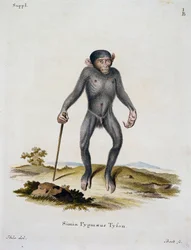 ヨハン・クリスチャン・ダニエル・フォン・シュレーバー（1739-1810）の「自然から説明を受けて描かれた哺乳類」より、シミア・ピグマエウス（ドイツ、ICボックの彫刻）。