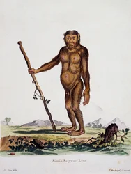ヨハン・クリスチャン・ダニエル・フォン・シュレーバー（1739-1810）の「自然から描かれた説明付き哺乳類」より、シミア・サティルス（De Seveの絵の後にI Nusbiegelが彫刻）、ドイツ