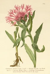 Singleflower Knapweed（Centaurea plumosa、Centaurea Phrygia、Centaurea nervosa、Centaurea uniflora）
