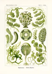 シフォナエ、1899-1904