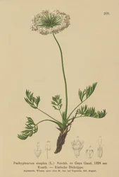 小さなアルパインラバージュ（Pachypleurum mutellinoides、Pachypleurum simple Pachypleurum alpmum、Pachypleurum simple、Neogaya simple、Gaya simple、simple Lovage）