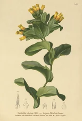 滑らかなハニーワート（Cerinthe alpina、Cerinthe glabra subsp。Glabra）