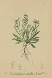 滑らかな北部岩クレソン（Braya alpina、Sisymbrium alpinum）