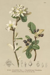 雪に覆われたメスピラス（Aronia rotundifolia、Amelanchier ovalis）
