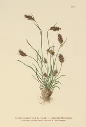 スパイクウッドラッシュ（Luzula spicata）