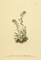 スパイクワームウッド（Artemisia spicata、Artemisia bocconei、Artemisia genipi）