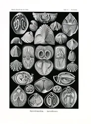 スピロブランチ、1899-1904