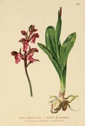 スピッツェルオーキッド（Orchis Spitzelii）