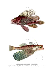 Spotfin Lionfish（カラーリトグラフ