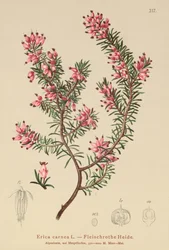 春のヒース（エリカcarnea）