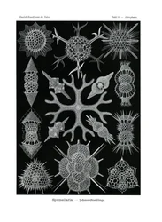 スプメラリア、1899-1904