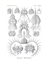 Spyroidea、1899-1904