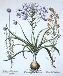 星のベツレヘム、Hortus Eystettensis、Basil Besler（1561-1629）、パブ。 1613（手塗りの彫刻）