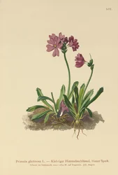 粘着性サクラソウ（Primula glutinosa）