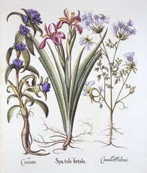 Hortus Eystettensisのバジルベスラー（1561-1629）著、パブ。 1613（手描きの彫刻）