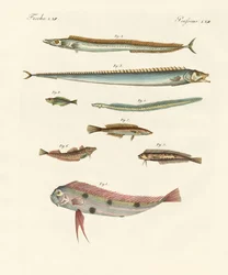 奇妙で美しい魚