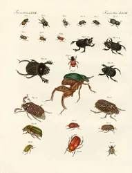 奇妙なカブトムシ（彩色済み彫刻