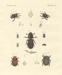 奇妙なカブトムシ（彩色済み彫刻