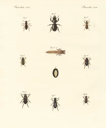 奇妙なカブトムシ（彩色済み彫刻