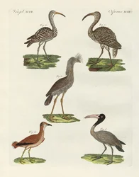 奇妙な鳥たち（彩色された彫刻