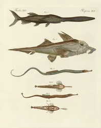 奇妙な軟骨魚（彩色済み彫刻