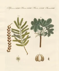 奇妙な商業プラント