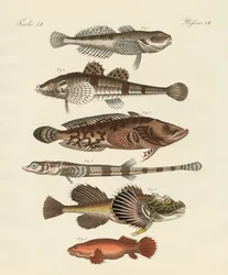 奇妙な魚（彩色された彫刻