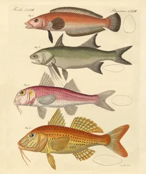 奇妙な魚（彩色された彫刻