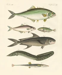 奇妙な魚（彩色された彫刻