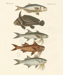 奇妙な魚（彩色された彫刻